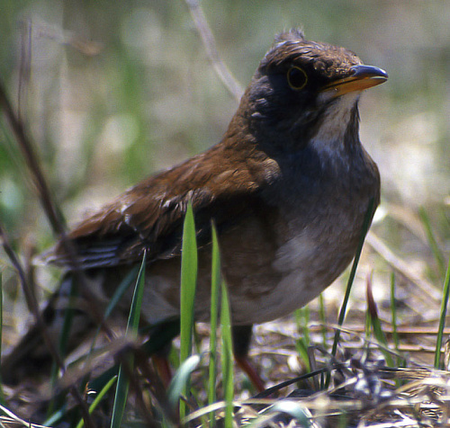 ������� �����